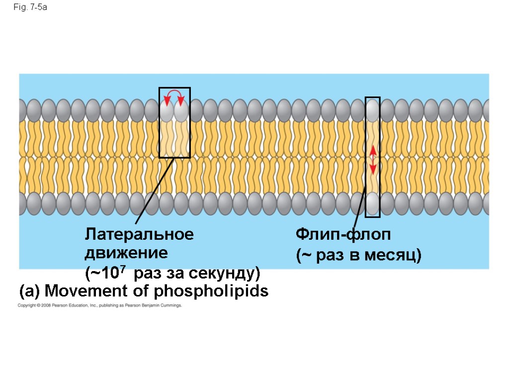 Fig. 7-5a (a) Movement of phospholipids Латеральное движение (~107 раз за секунду) Флип-флоп (~